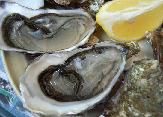 Ostras Ostras