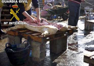 Matadero ilegal de Colmenar Viejo Matadero ilegal de Colmenar Viejo