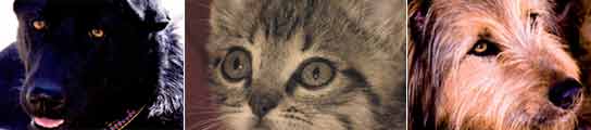 Noche, Punto y Guaje son tres de los animales que posaron como modelos en el calendario.