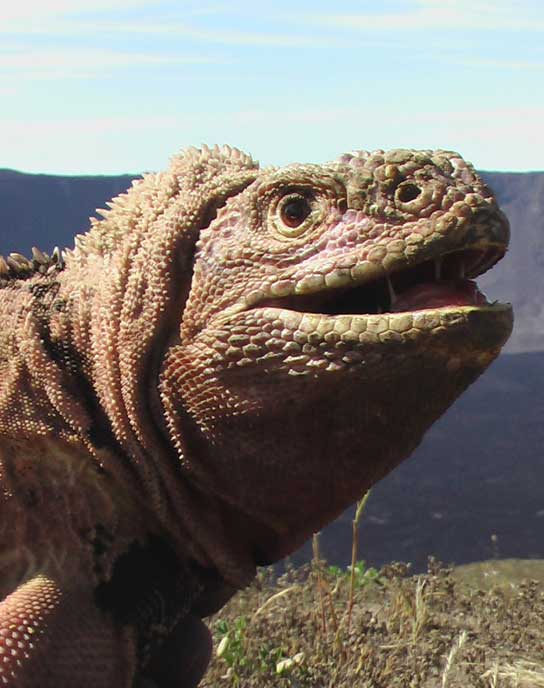 Iguana роза эквадор фото