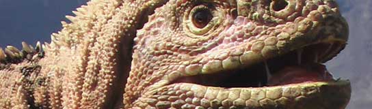 La iguana rosa de las Galápagos