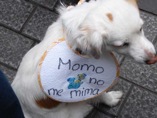 MANIFESTACIÓN DE PERROS MANIFESTACIÓN DE PERROS