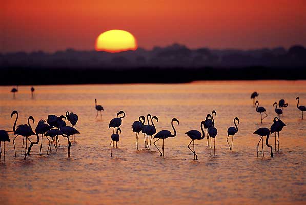 Resultado de imagen de parque natural de doñana