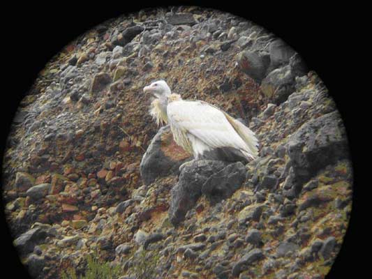 Ejemplar e buitre leonado albino. Ejemplar e buitre leonado albino.