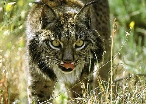 lince ibérico lince ibérico