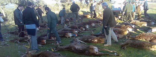 Cacería en Jaén.
