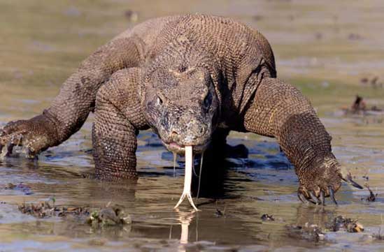 Dragón de Komodo Dragón de Komodo