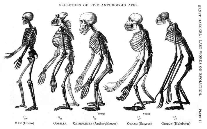 Darwin. Su tiempo, su obra y su influencia. Darwin. Su tiempo, su obra y su influencia.