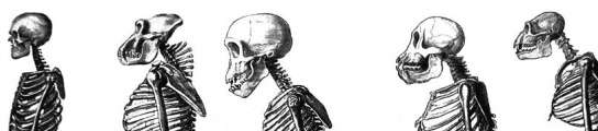 Darwin. Su tiempo, su obra y su influencia.