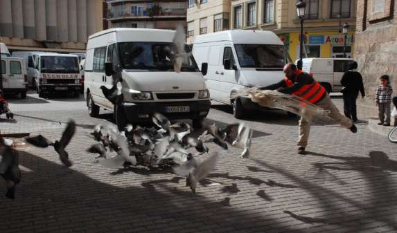 Un técnico del Ayuntamiento de Valencia cazando palomas Un técnico del Ayuntamiento de Valencia cazando palomas