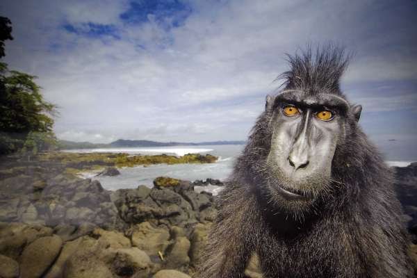 Wildlife Photographer of the Year Wildlife Photographer of the Year