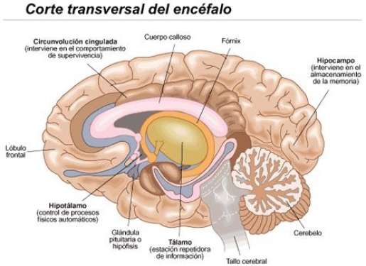 Resultado de imagen para partes del cerebro amigdala