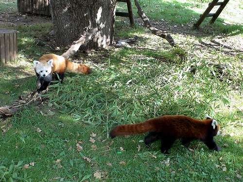 Panda Rojo Panda Rojo