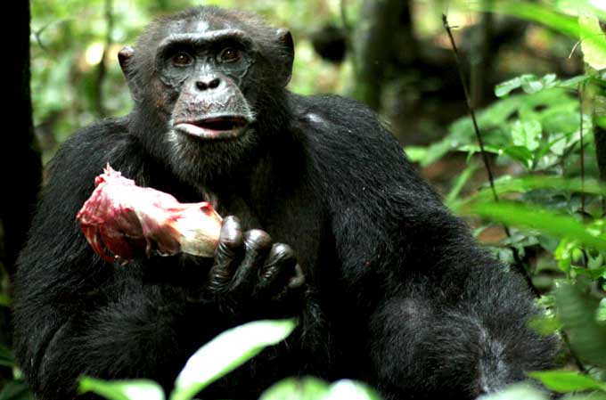 Chimpancés cambian carne por sexo Chimpancés cambian carne por sexo