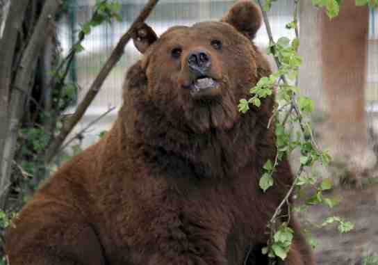 'Furaco', el oso cántabro, que intentará la reproducción de las osas 'Furaco', el oso cántabro, que intentará la reproducción de las osas