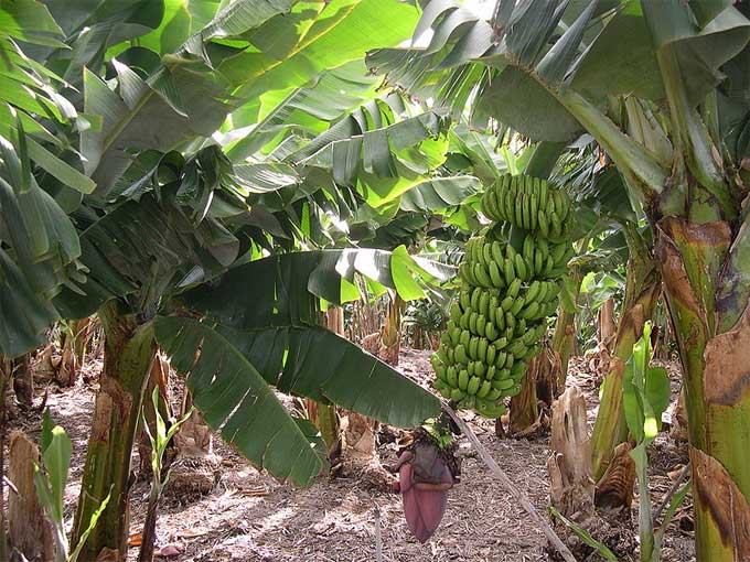 Cultivo de plátanos Cultivo de plátanos
