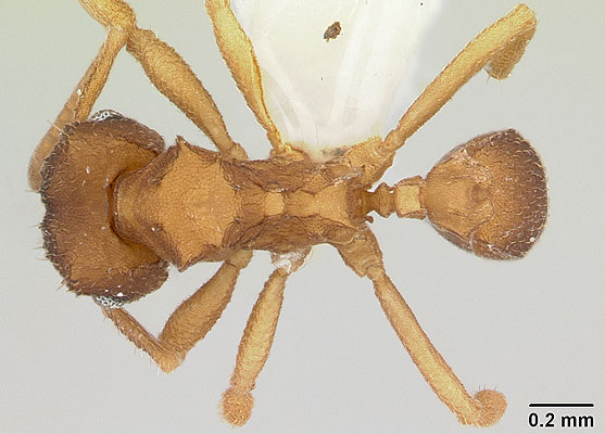 Hormiga que se reproduce por clonación Hormiga que se reproduce por clonación