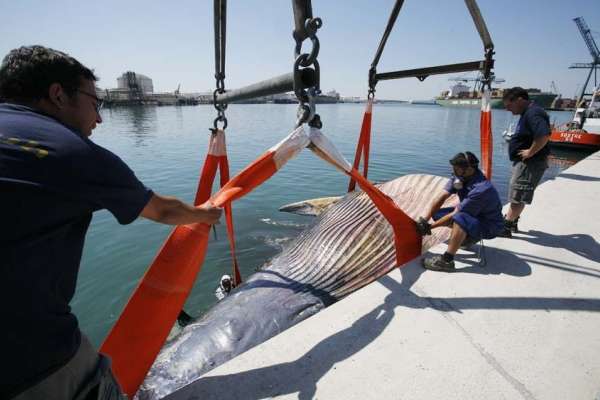 Ballena atropellada en el Puerto de Barcelona. Ballena atropellada en el Puerto de Barcelona.