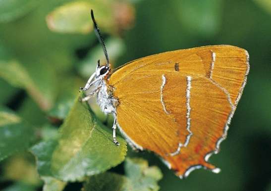 Mariposa 'Techla betulae' Mariposa 'Techla betulae'
