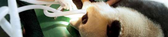 Inseminación panda
