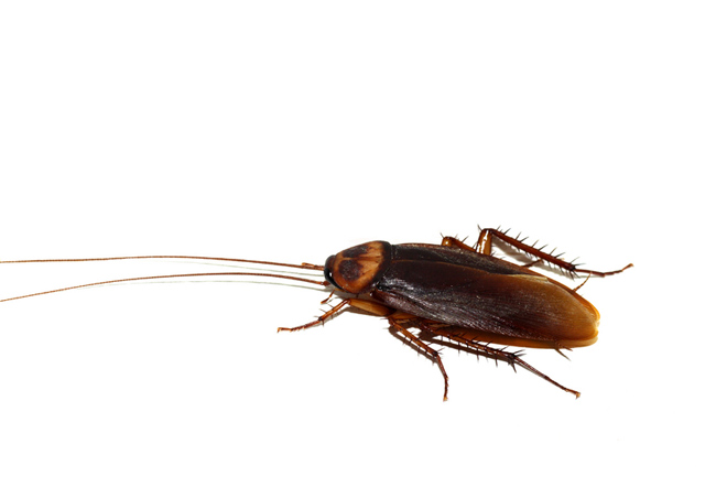 Cucaracha Cucaracha