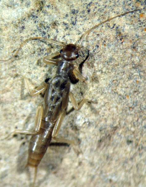 Tyrrhenoleuctra antoninoi Tyrrhenoleuctra antoninoi