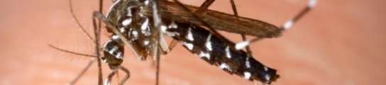 Mosquito Tigre