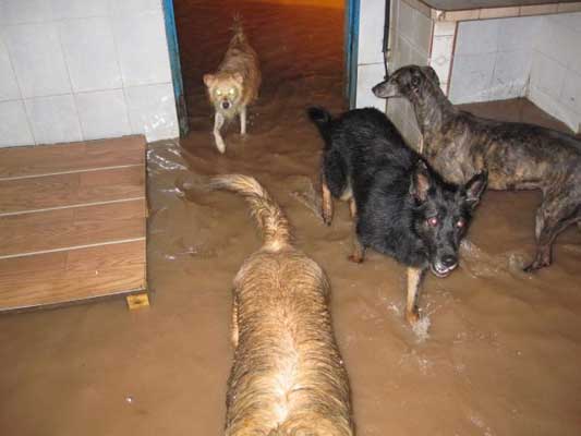 Perros en peligro por el diluvio. Perros en peligro por el diluvio.