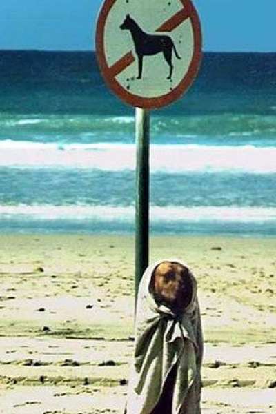 Perro camuflado en la playa. Perro camuflado en la playa.