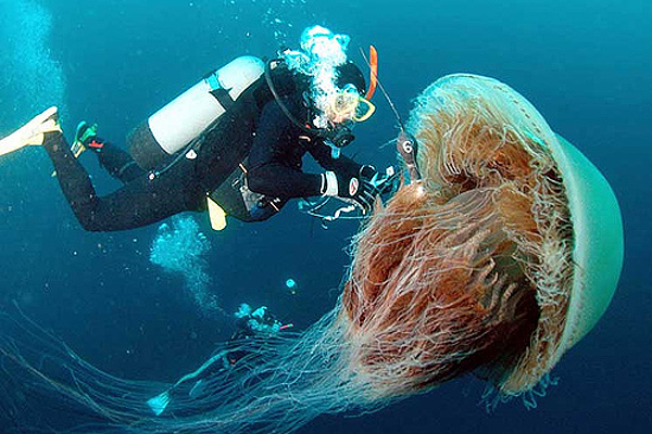 "Cyanea Capillata" "Cyanea Capillata"