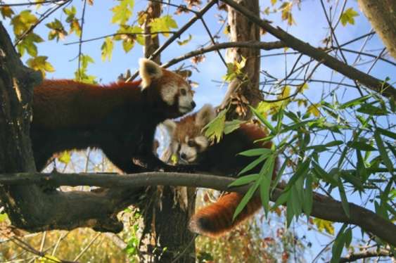 Pandas rojos Pandas rojos