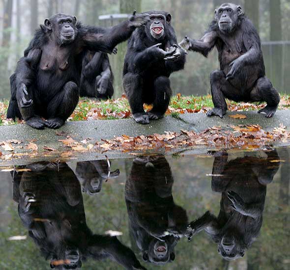 Un grupo de chimpancés Un grupo de chimpancés