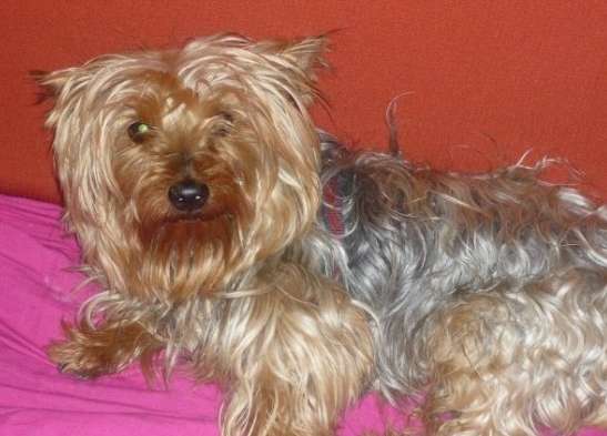 Dick, un perro con suerte. Dick, un perro con suerte.