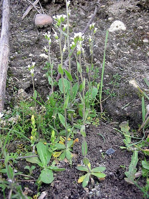 Planta resistente a cambios de temperatura Planta resistente a cambios de temperatura