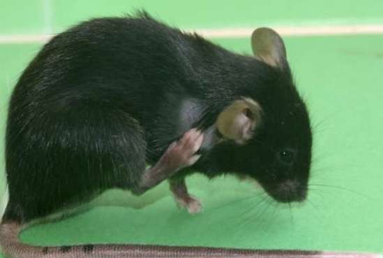 Ratón, rascándose Ratón, rascándose