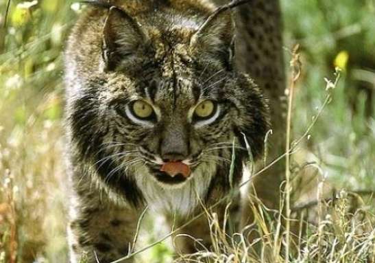 Lince ibérico Lince ibérico