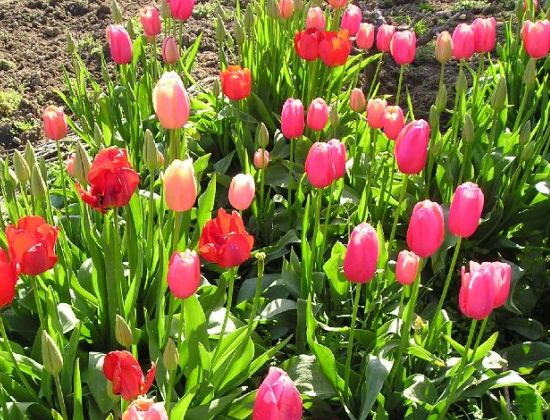 Tulipanes en el jardín Tulipanes en el jardín