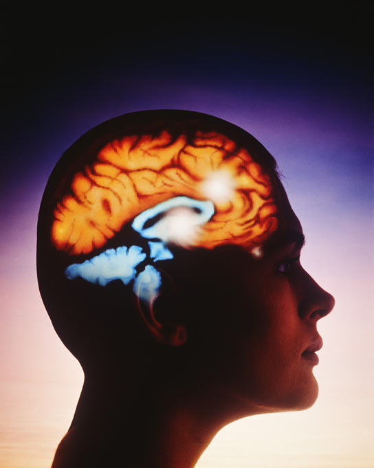 Cerebro humano Cerebro humano