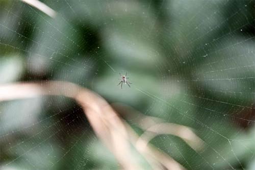 Tela de araña Tela de araña