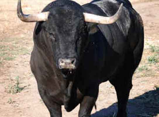 Toro bravo Toro bravo