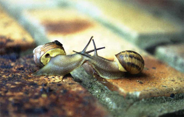 Caracoles Caracoles