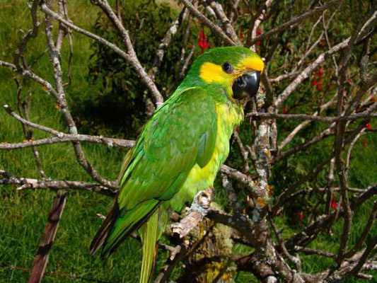 El loro gritó "ayuda" El loro gritó "ayuda"