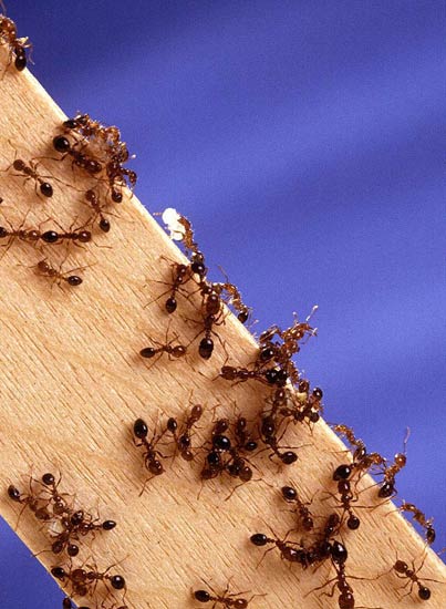Hormigas Hormigas