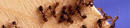 Hormigas