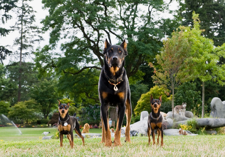 Marmaduke El cine en 20minutos.es