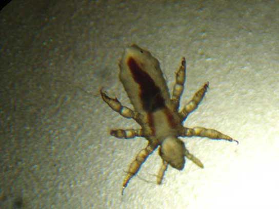 Piojo Piojo