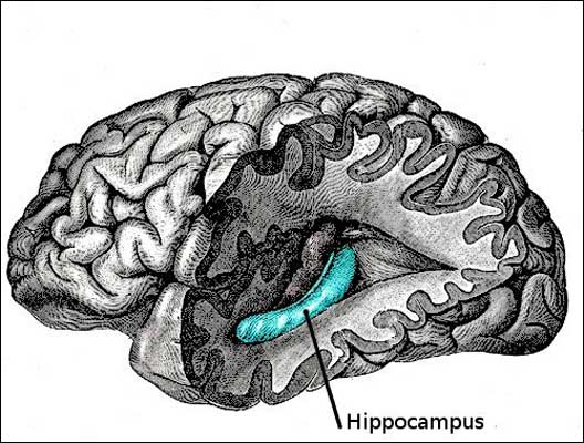 Cerebro Cerebro