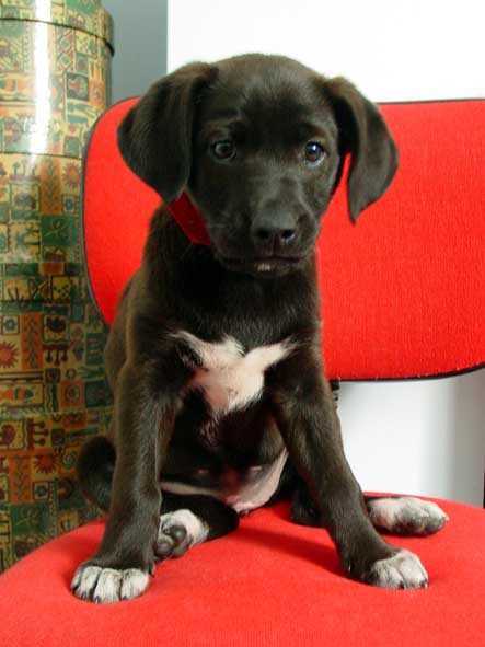 Cachorros Cachorros