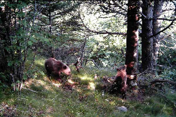 Nuevos osos en Lleida. Nuevos osos en Lleida.