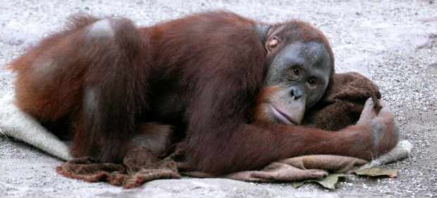 Orangután